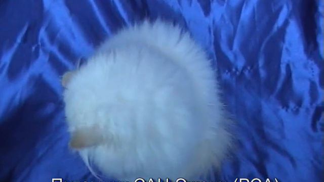 Персидская кошка колор-пойнт пит. PCA Сан-Эжени - Himalayan cat смотреть онлайн
