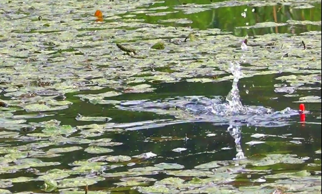 КАРАСИ - БОГАТЫРИ на ПОПЛАВОК ! смотреть онлайн