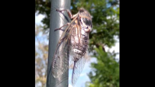 Певчая цикада / Cicadidae. Пение цикады.