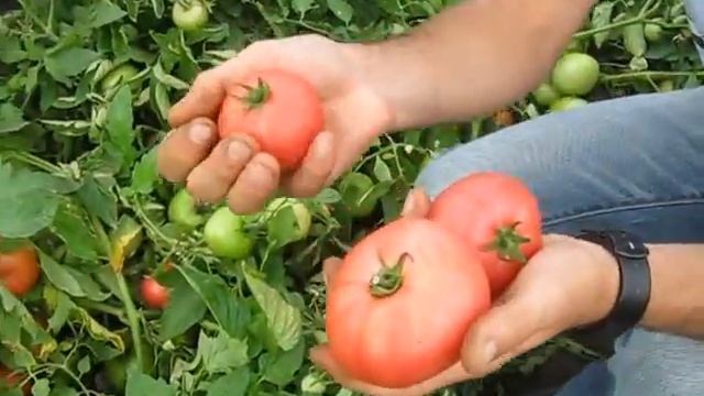 Ами F1 - Один из лучших томатов на рынке! смотреть онлайн