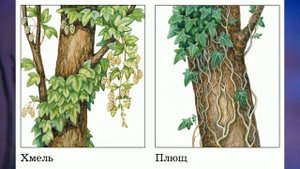 Травянистые растения леса 2 класс окружающий мир