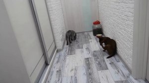 КЕВИН РЕВНУЕТ К МАШЕ | ТЕПЕРЬ ОН ТОЖЕ ЛЯЛЯ!