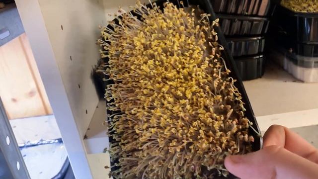 Горчица на микрозелень! Как посадить и вырастить микрозелень?! смотреть онлайн