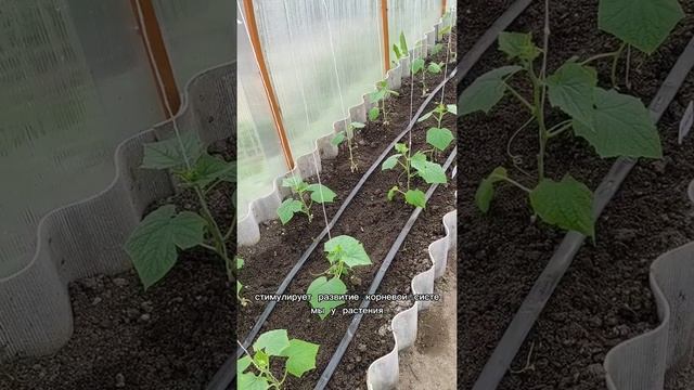 Кормилица Микориза! Отличный биопрепарат.