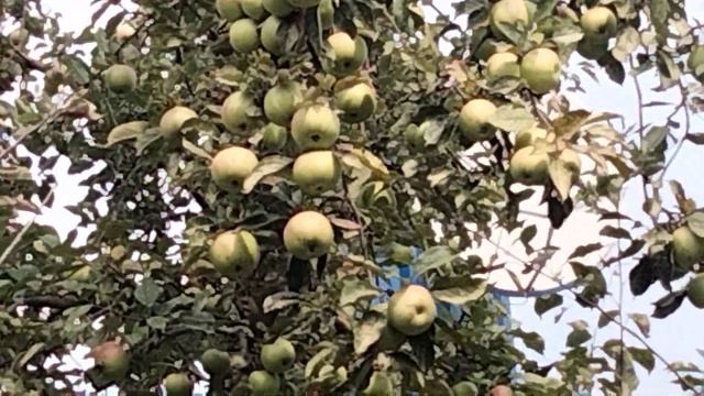 Яблоня Айдаред. смотреть онлайн