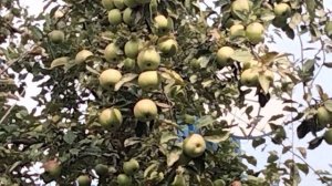 Яблоня Айдаред.