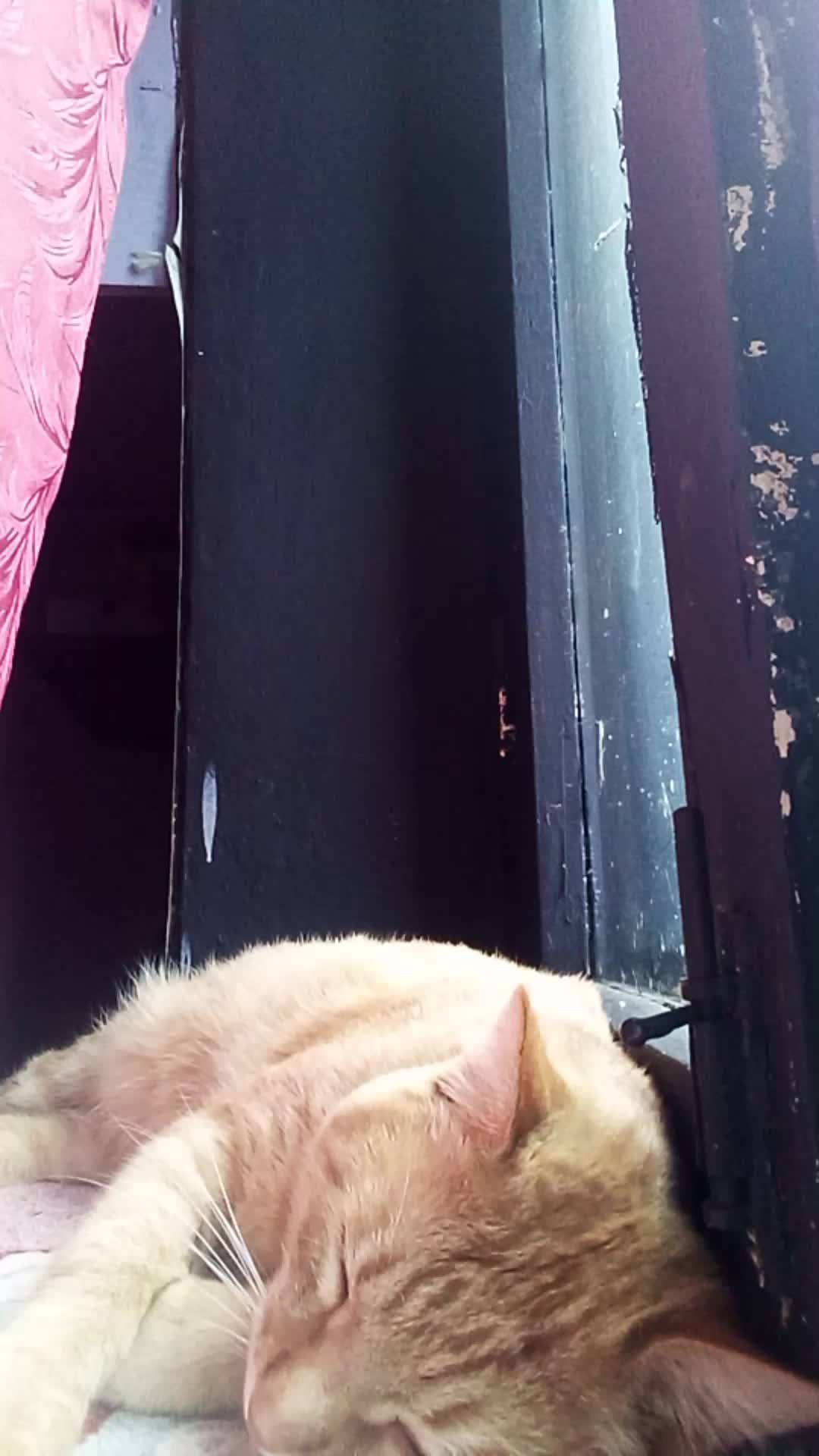 Семён Семеныч