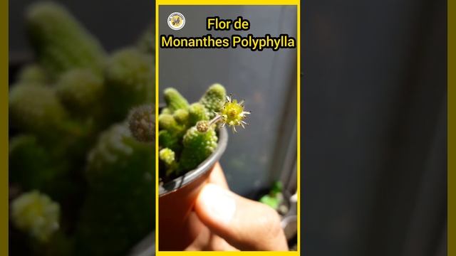 Flor de Monanthes Polyphylla ❤?? #short