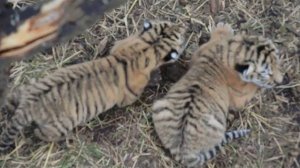 Амурские тигры Скарлет и Хасан воспитывают вместе малышей .Тайган