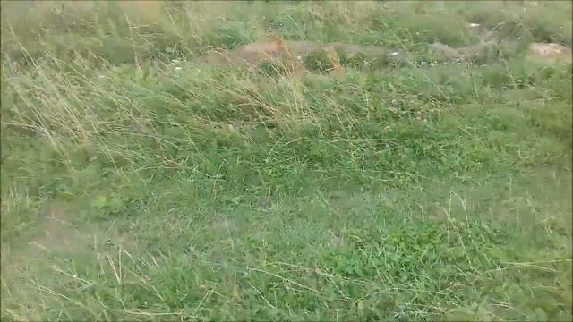 Android Pom Eddie's Life|Эдди меня укусил?|Осторожно! Злая собака! смотреть онлайн