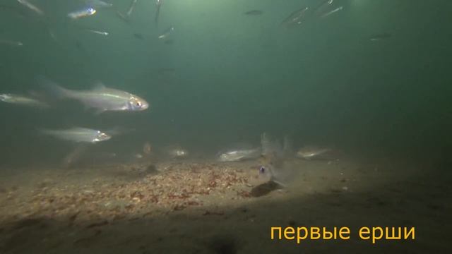 Как ловить ерша зимой. Тонкости ловли ерша. Где обитает ёрш? Рыбалка на ерша.