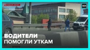 Водители такси и скорой помощи помогли уткам перейти проезжую часть в Люберцах – Москва 24