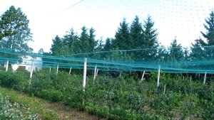 Голубика Как уберечь  ягоды от птиц.Как правильно защитить  ягоды  голубики  от птиц.