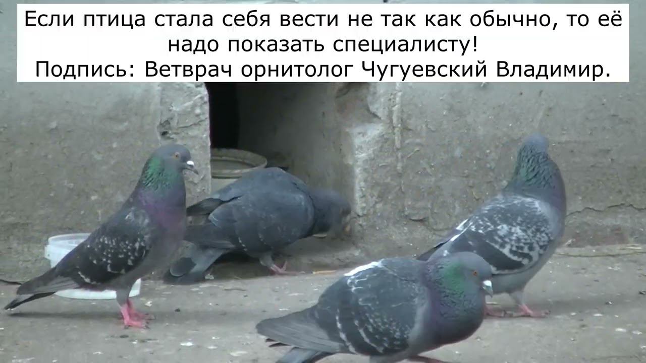 Гарри голубь и тайная комната.  Записки ветврача орнитолога.