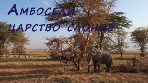 Национальный парк Амбосели. Царство слонов.      Amboseli National Park. Kingdom of the Elephants.