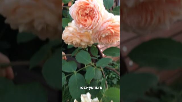 Новинки роз Дэвида Остина- «Батшебу»🥀 каталог rozi-yulii.ru🥀 #саженцыроз #английскиерозы