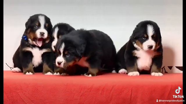 Щенки Бернского Зенненхунда 3 недели . #bernese #bernesemountaindog #puppies #cute #berneselovers смотреть онлайн