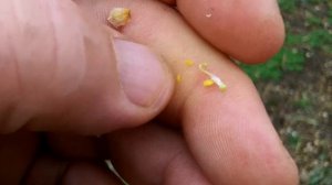 Миндаль Зимостойкость почек