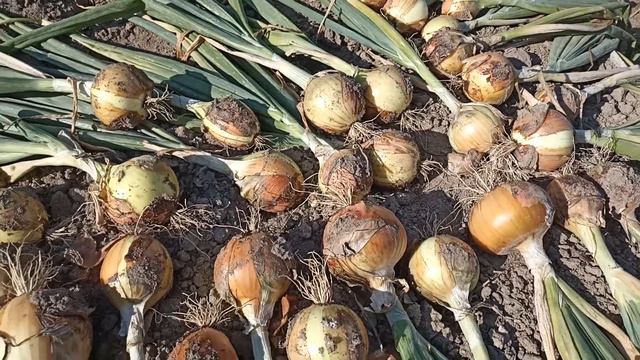 лук Эксибишен. Что выросло... Урожай 2022. смотреть онлайн