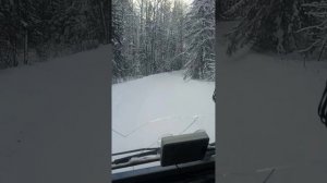 Тайга кругом
