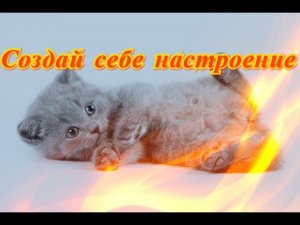 Смешные прикольные кошки собаки
