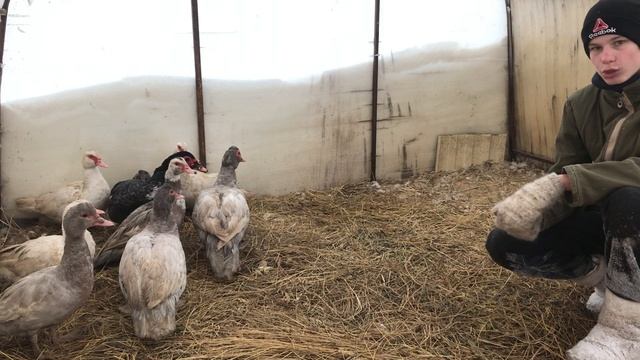 Как заставить Индоуток нести яйца / Как простимулировать на яйцекладку / Чтобы начали нестись/ Яйцо смотреть онлайн