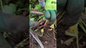 Посадка клубники делением куста. Урожай получите быстрее чем от посадки усиками.