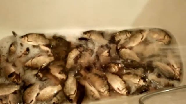 Вот мы с папой съездили на рыбалку!!! смотреть онлайн