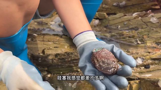 【合集】下了一陣子狂風暴雨，到處都是被打落的海虹，牛牛趕海撿了一大桶！【牛牛赶海海鲜】