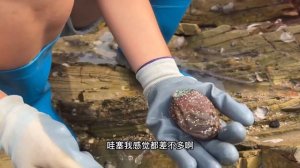 【合集】下了一陣子狂風暴雨,到處都是被打落的海虹,牛牛趕海撿了一大桶!【牛牛赶海海鲜】