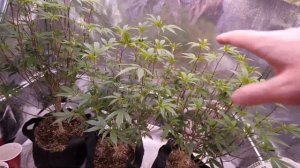 Starting New Night Owl Autoflowers  And Garden Update