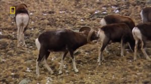 Дикая природа России. Сибирь. Тайга. Документальные фильмы.