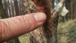 Результаты прививок прививочным секатором Finland