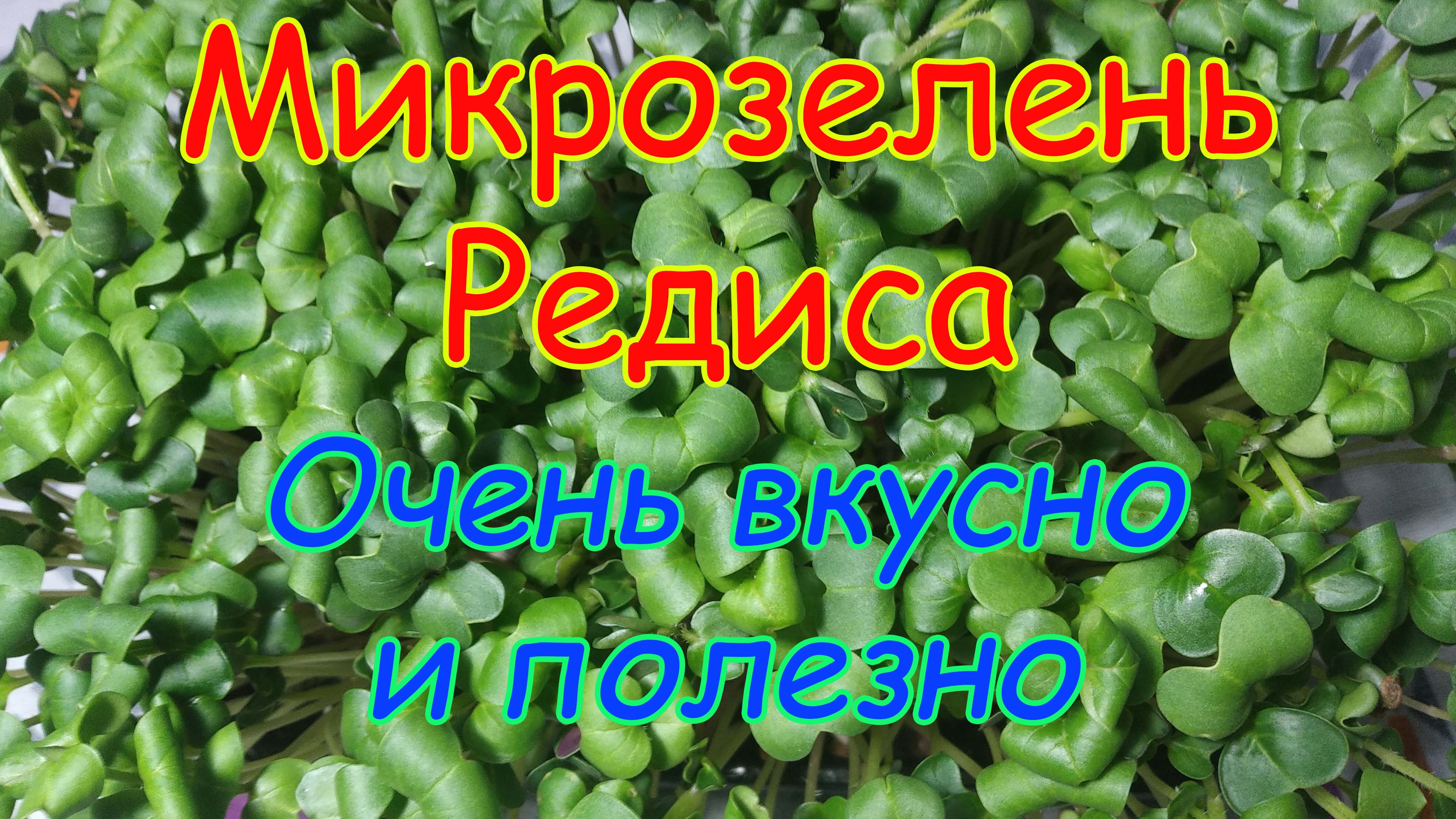 Как вырастить микрозелень редиса у себя на подоконнике? Смотрим, всё очень просто!