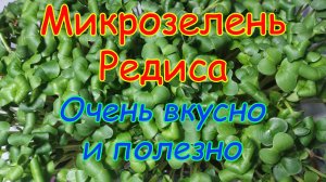 Как вырастить микрозелень редиса у себя на подоконнике? Смотрим, всё очень просто!