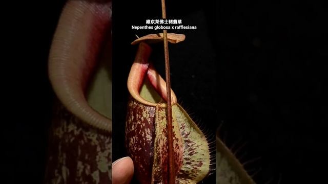 維京萊佛士豬籠草 Nepenthes globosa x rafflesiana