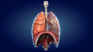 3D анимация дыхательной системы