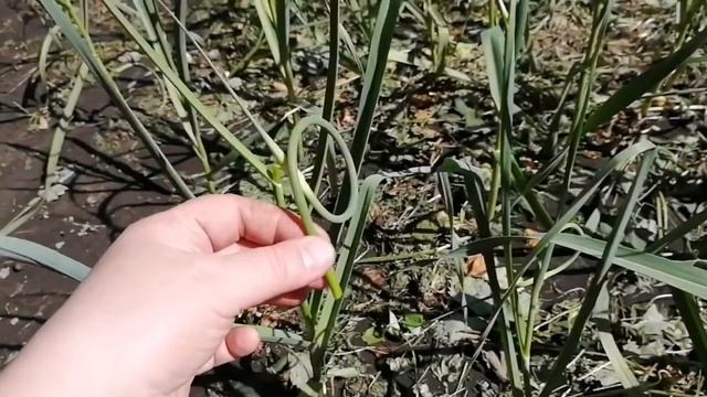 Показываю как собрать чесночные стрелки для заготовки на зиму смотреть онлайн