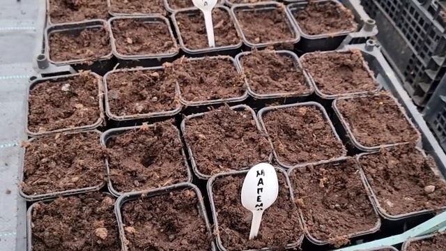 Размножение ягодных и Павловнии корневыми и стеблевыми черенками.