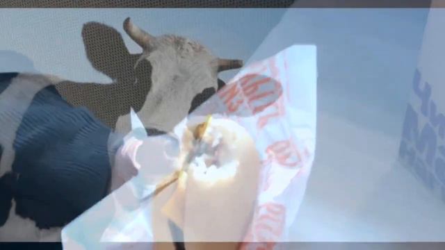 эксплуатация животных смотреть онлайн