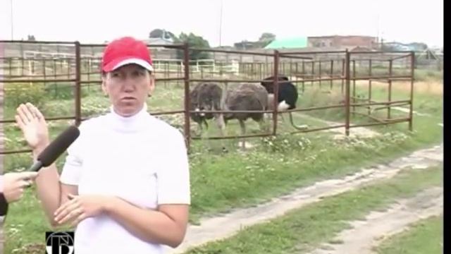 страуси смотреть онлайн