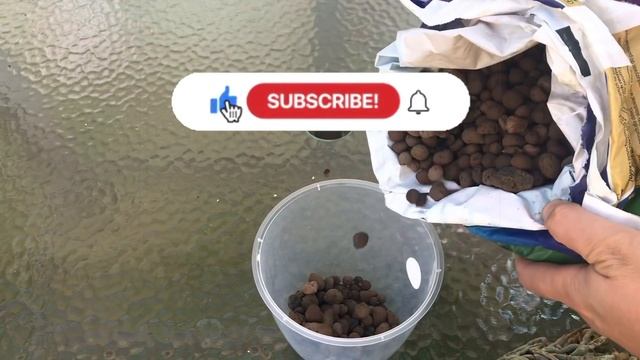 Çiçek Açmayan Orkidelere Bunu Yapın Bol Sağlıklı Kök Ve Bol Çiçek Çıkarsın/Orkide Bakimi смотреть онлайн