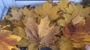 Как сплести венок из листьев.