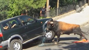 Забавные И Страшные Встречи с Животными