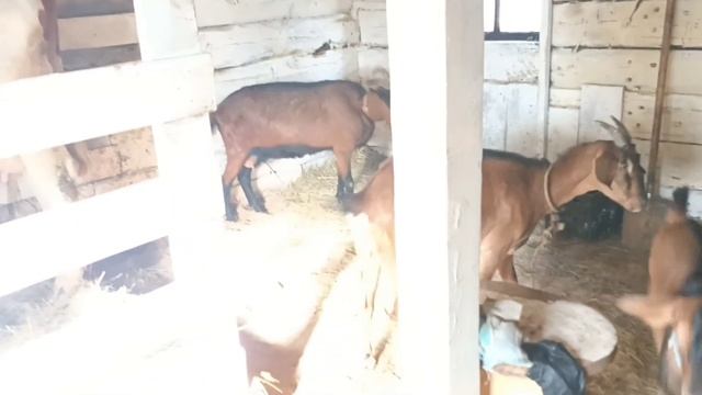 Поведение козы во время охоты.Признаки охоты у коз.Обязательный контроль покрытия. смотреть онлайн