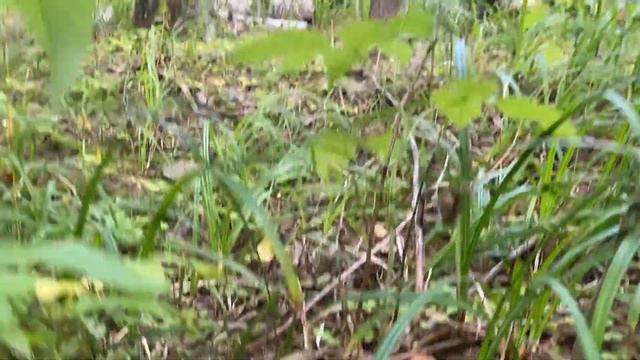 Грибы смотреть онлайн