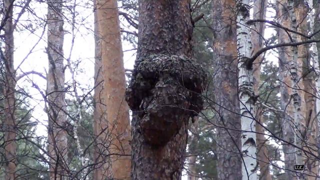 Прохват на питбайке поздней осенью. смотреть онлайн
