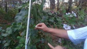 1 .Трихозант-змеевидный огурец.Балкон в октябре.