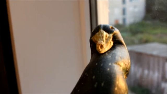 Чудо урожай  Кабачок гусь смотреть онлайн