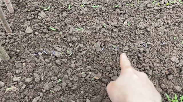 Теплица уход за растениями 5 часть смотреть онлайн